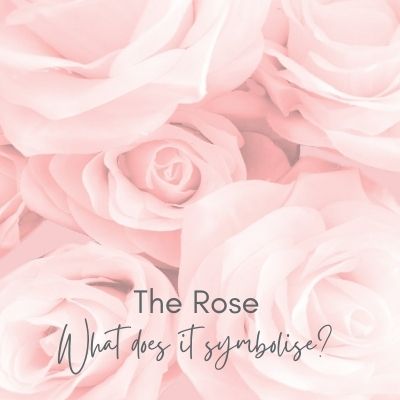 Roses - their meanings and what they symbolise