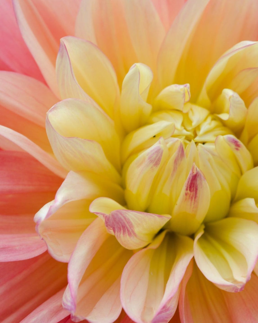 November Birthflower Necklace - Chrysanthemum & Citrine Birthstone