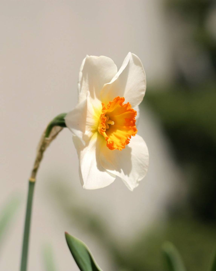 March Birthflower Necklace - Daffodil & Aquamarine Birthstone
