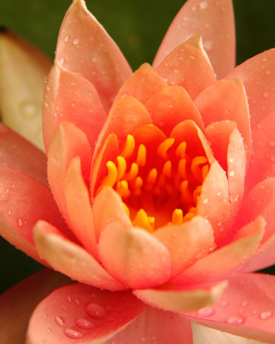 July Birthflower Necklace - Lotus & Agate Birthstone